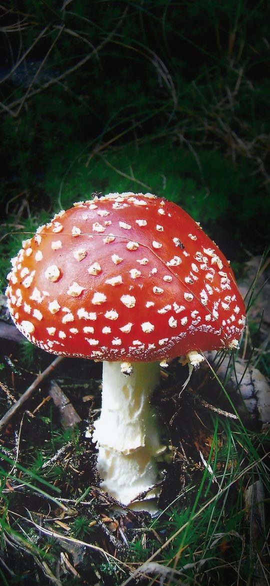 屏幕测试 App 纯色检测页整屏显示蓝色，底部提示条半透明浮起，画面干净无干扰元素